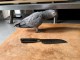 perroquet gris du Gabon &agrave; adopter 