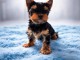 je donne chiot Yorkshire 