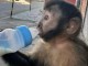 b&eacute;b&eacute; singe capucin m&acirc;le pour adoption 