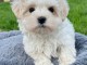 magnifique chiot bichon maltais 