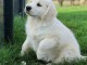 chiot golden retriever m&acirc;le a donner 