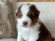 je donne chiot berger australien disponible 