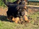 je donne chiot berger allemand disponible 