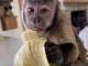 adorable singe capucin m&acirc;le disponible 