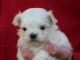 je donne chiot bichon maltais disponible 