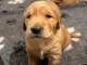 chiot golden retriever m&acirc;le a donner 