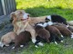 Nouvelle port&eacute;e de chiots Border collie pure race