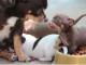 Adorables chiots chihuahua pure race