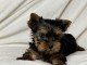 adorable chiot Yorkshire femelle 