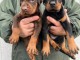 Dobermann chiots &agrave; vendre