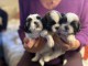 chiot Shih Tzu a donner 
