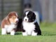 je donne chiot berger australien 