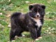 chiot Akita inu disponible pour adoption 