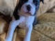 chiot boston terrier femelle a donner 