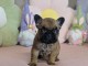 chiot type bouledogue fran&ccedil;ais disponible 