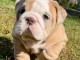 chiot bulldog anglais m&acirc;le a donner 