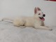 chiot berger blanc suisse disponible 
