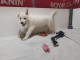 magnifique chiot berger blanc suisse adoption 