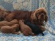 annonce chiot cavalier king charle disponible 