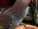 perroquet gris du Gabon pour adoption 