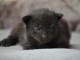chaton maine coon disponible 