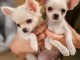 chiot chihuahua femelle et m&acirc;le disponible 