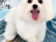 chiot bichon maltais &agrave; donner 