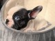 chiot bouledogue fran&ccedil;ais &agrave; donner 