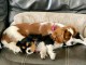 magnifique chiot cavalier king charle pour l