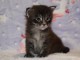 adorable chaton Maine coon femelle 