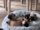 &agrave; adopter chiot bouledogue fran&ccedil;ais 