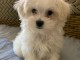 adorable chiot bichon maltais &agrave; donner 