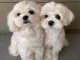 chiot bichon maltais &agrave; donner 