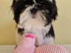 chiot Shih Tzu a donner 