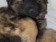 chiot type berger allemand disponible pour adoption 