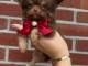 je donne chiot chihuahua femelle a donner 