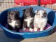 Chiot Shetland Sheepdog m&acirc;le et femelle 