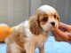 Chiots Cavalier King Charles
