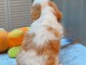 chiot cavalier king charle disponible 