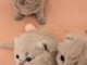 chatons british shorthair lilas et fawn pour compagnie 