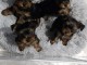 Yorkshire Terrier &ndash; Beaux chiots