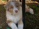 je donne chiot berger australien 