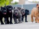 CHIOTRS CANE CORSO disponibles