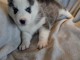 chiot husky sib&eacute;rien adorable 