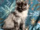 chaton maine coon disponible pour adoption 
