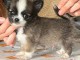 chiot chihuahua femelle a donner 