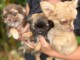 chiot chihuahua pour adoption 