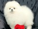 chiot spitz allemand &agrave; vendre 