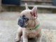 chiot bouledogue fran&ccedil;ais &agrave; donner 