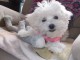 je donne chiot bichon maltais m&acirc;le 
